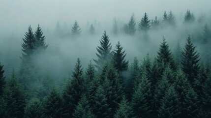Fototapeta premium Misty Forest Majesty: A Serene View of a Dense Evergreen Woodland