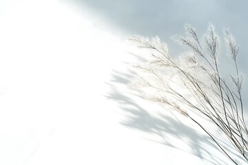Dried pampas grass on white wall background with sunlight and shadows.