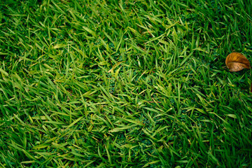 green grass on the ground