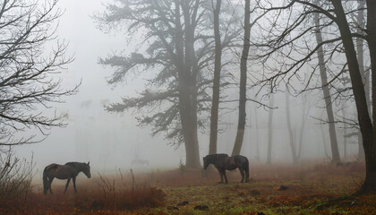 Chevaux dans la brume matinale en forêt