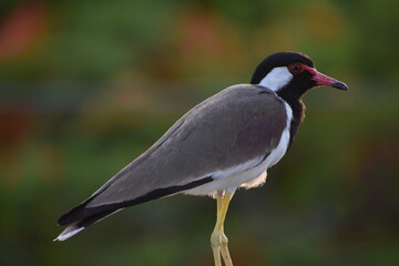 The red-wattled lapwing is an Asian lapwing or large plover, a wader in the family Charadriidae. Like other lapwings they are ground birds that are incapable of perching. 