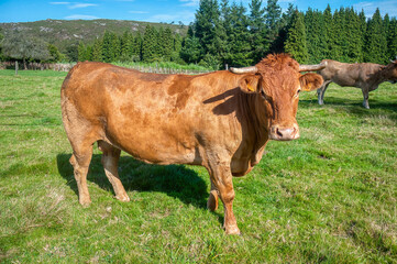 Cows grazing in the valleys of Asturias, Spain