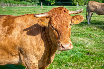 Cows grazing in the valleys of Asturias, Spain