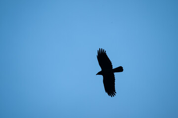 Obraz premium Large crow looking for food over a field.