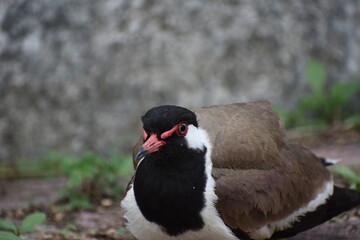 The red-wattled lapwing is an Asian lapwing or large plover, a wader in the family Charadriidae. Like other lapwings they are ground birds that are incapable of perching. 