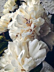 bouquet of white roses