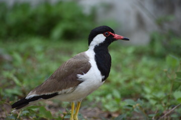 The red-wattled lapwing is an Asian lapwing or large plover, a wader in the family Charadriidae. Like other lapwings they are ground birds that are incapable of perching. 