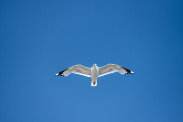 Seagull looking for food by the sea.