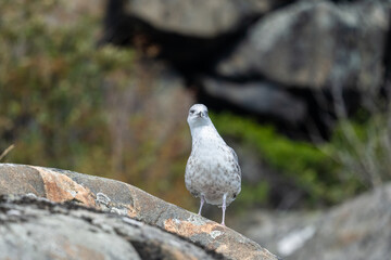 Fototapeta premium Young seagull looking for food.