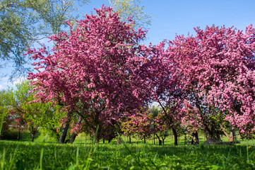 blooming tree in spring