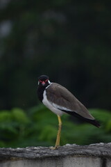 The red-wattled lapwing is an Asian lapwing or large plover, a wader in the family Charadriidae. Like other lapwings they are ground birds that are incapable of perching. 