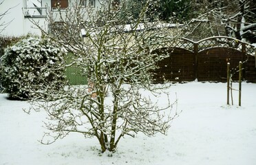 Schneebedecktes Gartenpanorama mit Baum, Busch und brauner Trennwand aus Holz vor Haus bei Schnee...