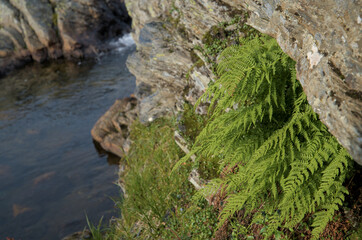 Lush green fern growing along the edge of a rocky surface.