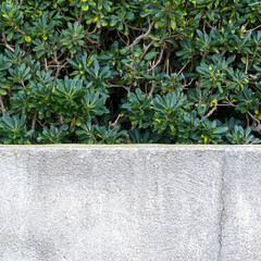 Concrete wall and vegetation on the wall