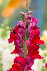 flowers in the garden
