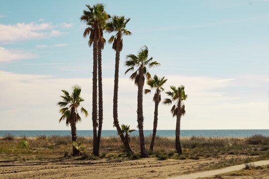 photography of a group of palm trees located on the beach, which reveal part of the sea and the sky, in Comarruga, province of Tarragona, Spain