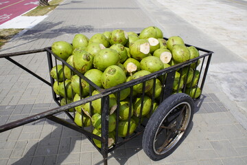 Fresh coconuts (Cocos nucifera) for sale on the beach of Iracema. Fortaleza Ceará, Brazil.