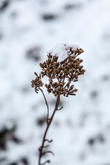 Close-up of the snowy dry plant in winter