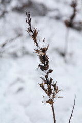 Close-up of the snowy dry plant in winter