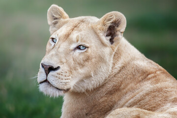 Obraz premium The South African Lion (Panthera leo krugeri) 