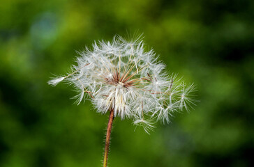 dandelion in the wind