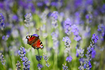 butterfly on a lavender