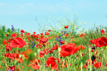 Obraz premium Beautiful meadow with wild flowers and red poppies spring season