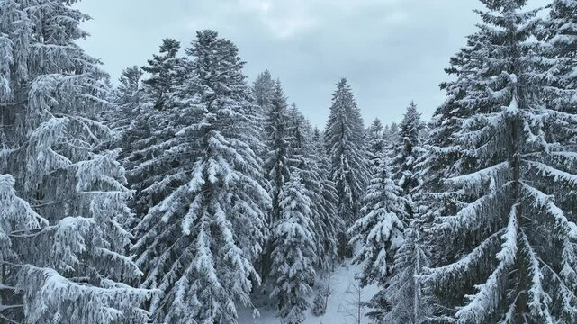 flight over a snowy spruce and fir forest landscape in the alpine landscape of the Bregenz Forest in  Vorarlberg next to Sulzberg, Austria