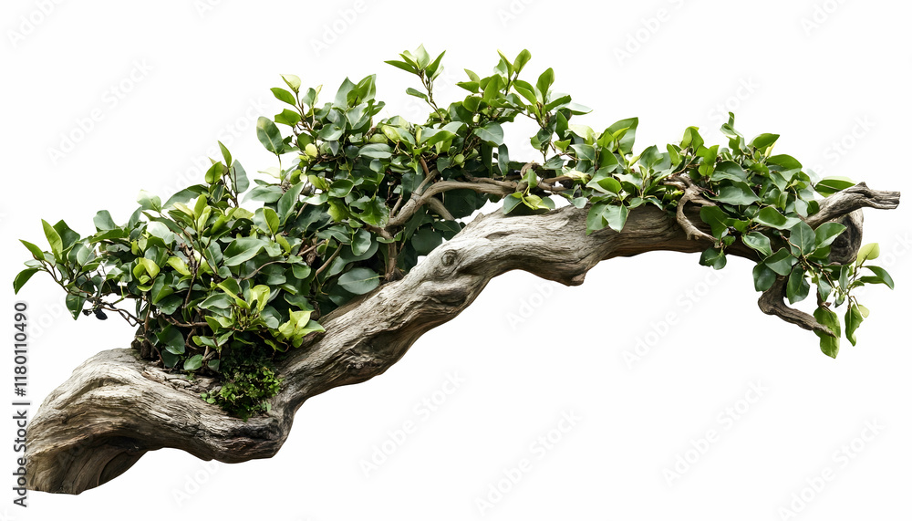 Poster climbing vine plant isolated with a clear background and clipping path for versatile use -
