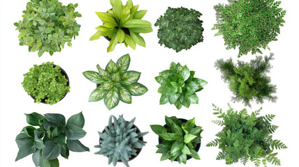 Set Of Various Potted House Plants. Top Plan View. Isolated Template For Interior Scene