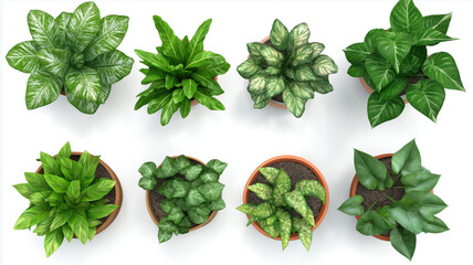 Set Of Various Potted House Plants. Top Plan View. Isolated Template For Interior Scene