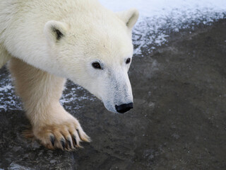 Niedźwiedź polarny, głowa białego niedźwiedzia z bliska, zbliżenie na łeb, fotografia przyrodnicza w Kanadzie w Arktyce,  biała, szara i beżowa kolorystyka, chłodna tonacja © Nostromo Trykowski