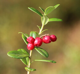 Obraz premium Lingonberries (Vaccinium vitis-idaea) are ripening on the bush