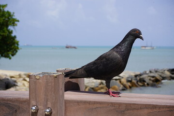 Street pigeon on Mirelles beach. (Columba livia domestica or Columba livia forma urbana) Fortaleza Ceará, Brazil.