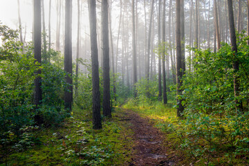 Obraz premium Misty morning in the green forest