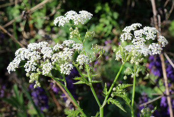 Anthriscus sylvestris grows in the wild