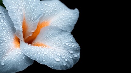 Fototapeta premium A white flower with water droplets on it