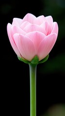 Fototapeta premium A single pink lotus flower with a green stem