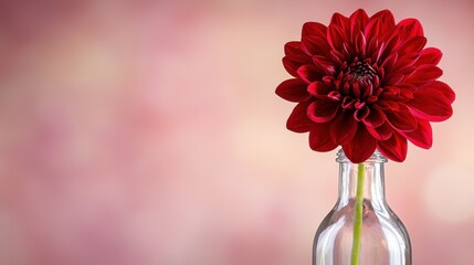 Obraz premium A red flower in a glass vase on a table