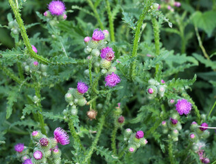 Thistle (Carduus acanthoides) grows in nature in summer