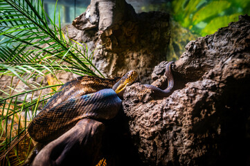 San Diego Zoo python