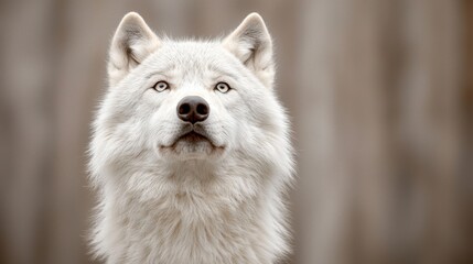 Obraz premium A close up of a white dog with blue eyes