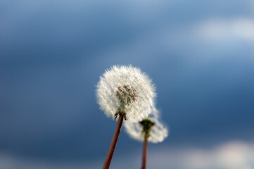 dandelion seed head