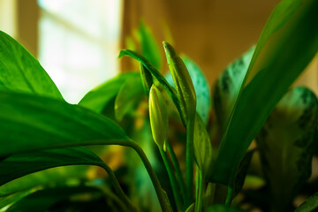 Budding Lily With Window Lighting