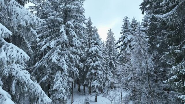 flight over a snowy spruce and fir forest landscape in the alpine landscape of the Bregenz Forest in  Vorarlberg next to Sulzberg, Austria