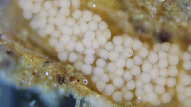 Eggs with developing larvae worm Polydora sp. under microscope, family Spionidae, class Polychaeta. They lay eggs in tubes in which they develop. White Sea.