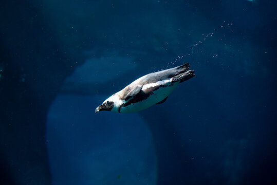 The African penguin (Spheniscus demersus), also known as the Cape penguin or South African pengui, swims in clear blue water. Penguin underwater with bubbles behind the tail. High quality photo