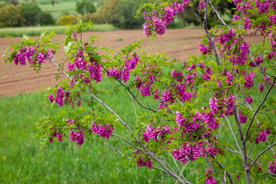 Pink colored acacia flower. Robinia hispida
