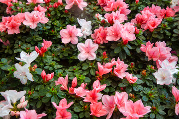 Azalea - Acelya is the name given to some plant species of the rhododendron (Rhododendron) genus of...