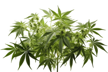 Transparent Cannabis Plant Image &ndash; Isolated Green Marijuana Plant on Transparent Background, Perfect for Medical, Recreational, and Botanical Use. Ideal for CBD, THC, Hemp Products, and Cannabis.